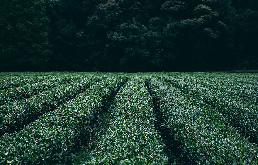 茶叶拍卖